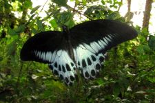 Schmetterling in Sigiriya