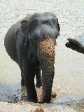 Badende Elefanten in Pinnawela