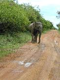Yala National Park - Elefant